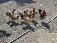 Chickens — Foto 3