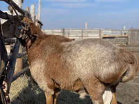 Carnero, Arashan sheep — foto 1