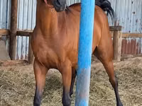 فرس, Thoroughbred horse — الصورة 1