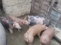 母猪, Pigs — 照片 5
