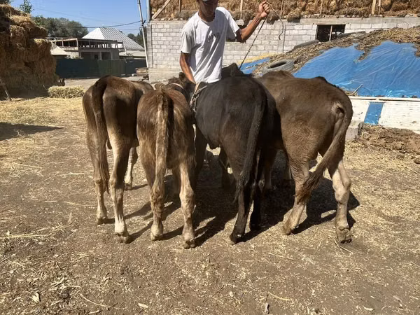 ثور, Swiss cattle