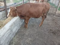 Kuh, Simmental cattle — Foto 1
