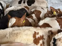 Rinder (Partie, Geschlecht nicht angegeben), Simmental cattle — Foto 5