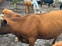 Vaca, Latvian Blue cattle — foto 3