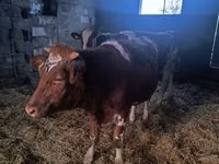 Vaca, Simmental cattle — foto 6