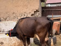 母牛, Russian Black pied cattle — 照片 2