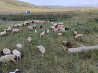 Schaf, Balbas sheep — Foto 4