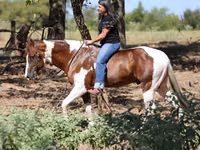 Aygʻir, American paint horse — 3-rasm