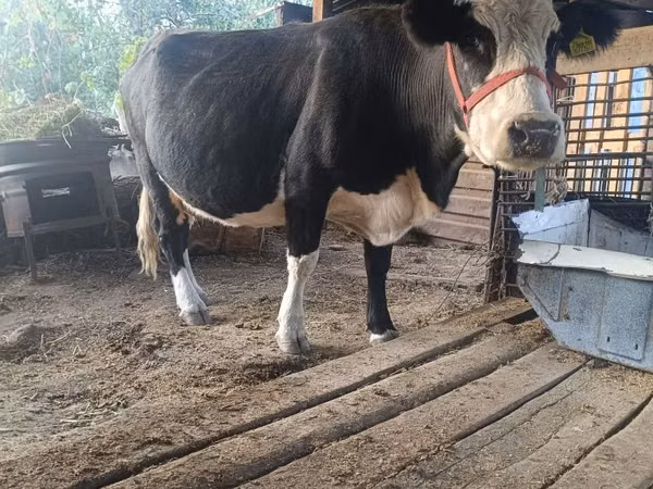 गाय, Russian Black pied cattle — कज़ाखस्तान