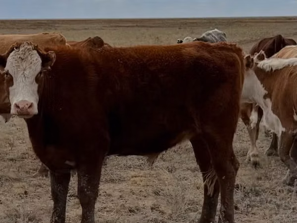 公牛, Kazakh White-headed cow — 哈萨克斯坦