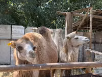Camels (batch, sex not specified), Camels — photo 3
