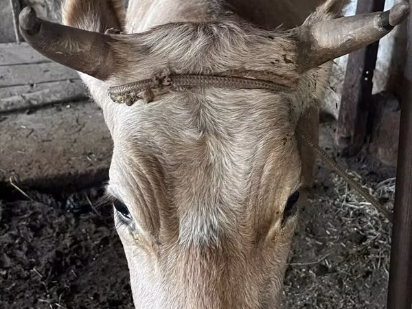 母牛, Cattle — 吉尔吉斯斯坦