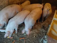 Schweine (Partie, Geschlecht nicht angegeben) — Foto 1