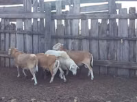 Widder, Katum sheep — Foto 2