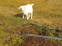 Cabra, Cabras — foto 7