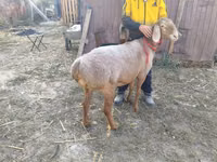 نعجة, Arashan sheep — الصورة 1