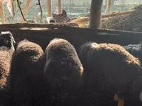 كبش, Hissar sheep — الصورة 2