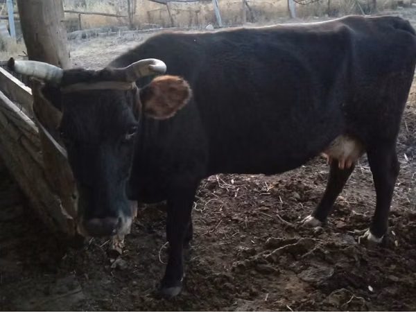 Kuh, Latvian Blue cattle
