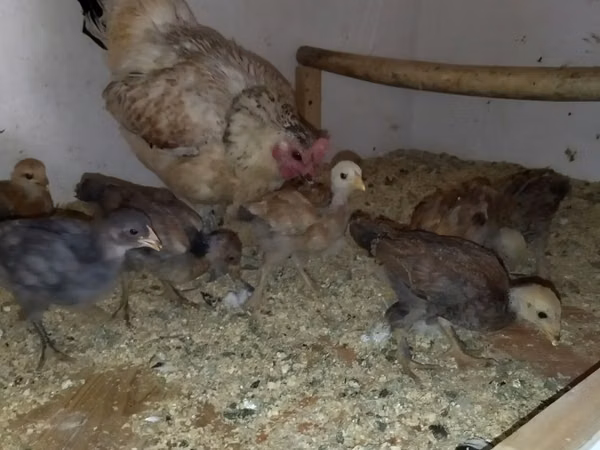 Chickens — Uzbekistán