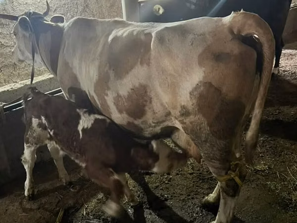 母牛, Swiss cattle — 吉尔吉斯斯坦