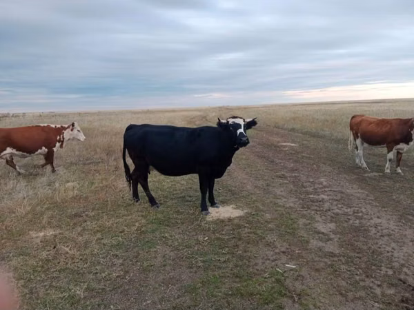 Kuh, Aberdeen-Angus