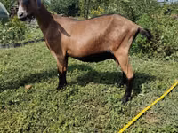 Ешкі, Alpine goat — 2-сурет