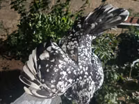 Chickens — फ़ोटो 7