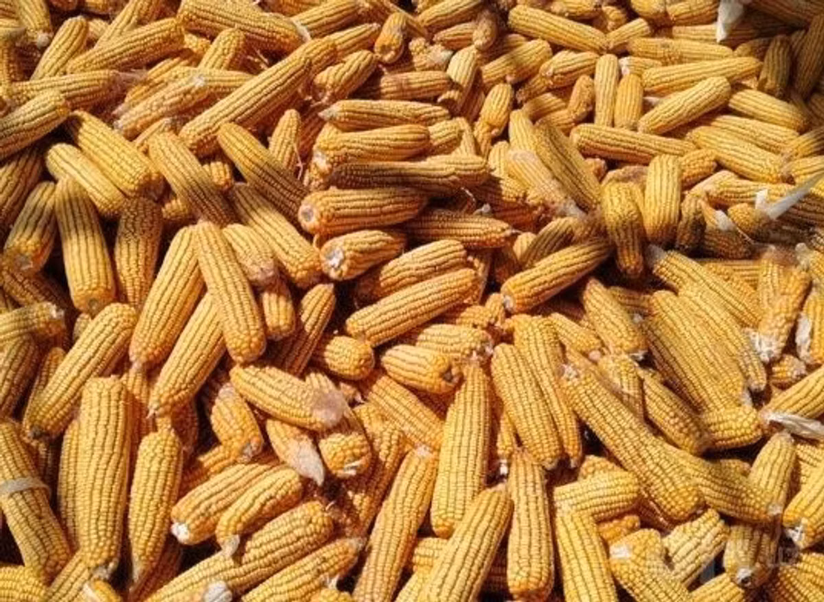 Makka jo'xori Sotiladi Jaydari Jo'xori narxini kelishtrib beramiz