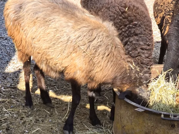Schaf, Schafe