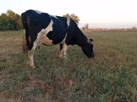 Vaca, Raza Holstein — foto 3