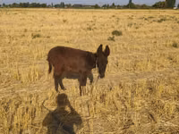 Caballos (lote, sexo no especificado), Caballos — foto 3