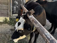 Сиыр, Latvian Blue cattle — 1-сурет