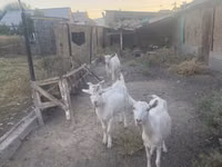 Ziegenbock, Russian White goat — Foto 6