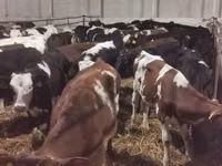 Bulle, Russian Black pied cattle — Foto 3
