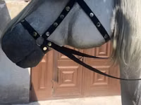 Caballos (lote, sexo no especificado), Caballos — foto 3