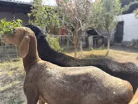 Schafe (Partie, Geschlecht nicht angegeben), Arashan sheep — Foto 4