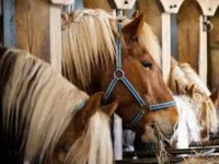 Hengst, Horse breed — Foto 2