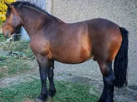 Hengst, Međimurje horse — Foto 2