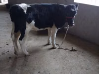 Kuh, Russian Black pied cattle — Foto 2