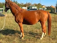Horse (M), Horses — photo 3