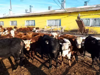 Bull, Simmental cattle — photo 5