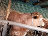 Bulle, Swiss cattle — Foto 2