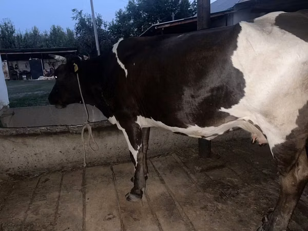 母牛, Russian Black pied cattle — 吉尔吉斯斯坦