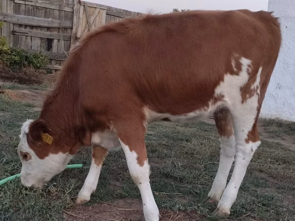 गाय, Simmental cattle — कज़ाखस्तान