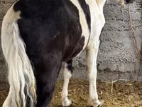 Yegua, Caballos — foto 3