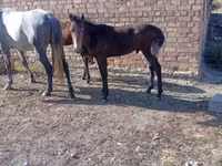Hengst, Horse breed — Foto 2