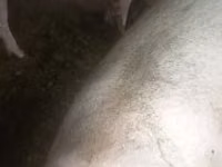 公猪, Pigs — 照片 2