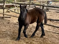 Mare, Horses — photo 6