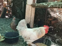 Chickens — Foto 1