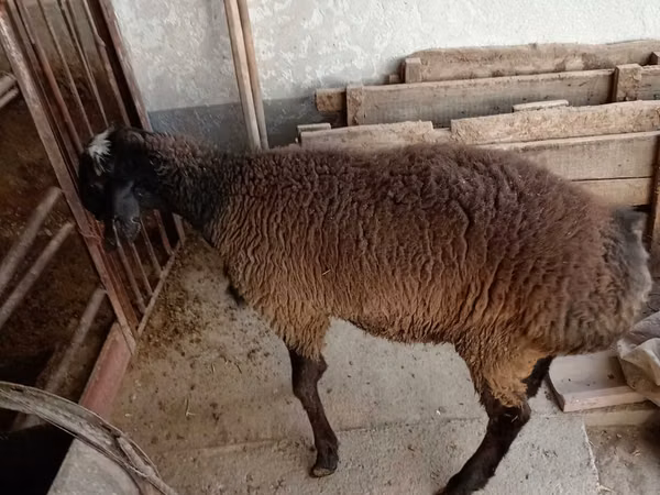 Widder, Blackheaded Persian sheep